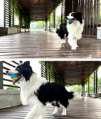 PetGuru™ Interactive Squeaky Dog Ball